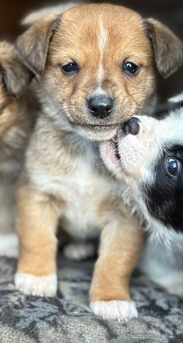 Отдам даром собаку: Собака даром: Дворняжка, 2 месяца, Самец — 3