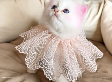 Xaltalar, qayışlar və tasmalar: 3 dişi öz pişiyimin balasıdır makler deiləm — 7