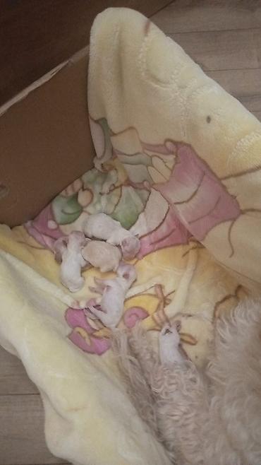 afcarka balası: Maltipoo (Maltese bişon) balaları – ağ, yumşaq və hipoallergen tüklü — 9