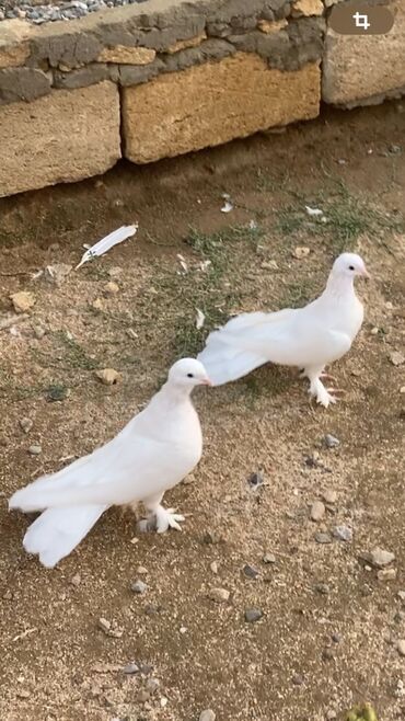 coban iti sekilleri: Ağ Enniquyruğlar Hazır cütdü erkey maya öz törəddiyim heyvanlardı
