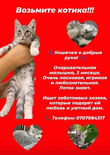 мышык ош: Отдам в добрые руки, очень нежная девочка!!! местоположение город