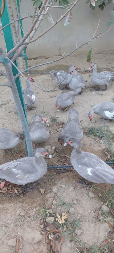 Digər quşlar: Muscovy (barbarı) ördəkləri – bala və yeniyetmə yaşda sürü - Rəng — 10