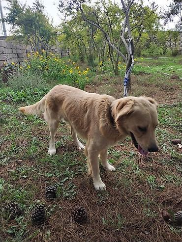 cücə və xoruz: Golden Retriever itin yiyəsi axtarılır. Boş bekar adamlar narahat — 5