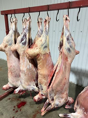 Мясная продукция: Свежее Мясо баранины ежедневно оптом Цена 850 сом Розничной продажи — 4