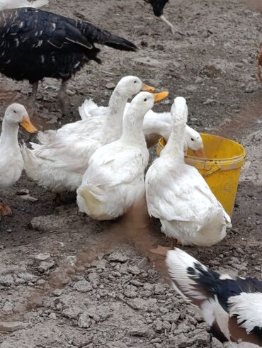 Коровы, быки: Satılır: Pekin cinsli ağ ördəklər. Say çoxdur - Ağ lələklər, narıncı
