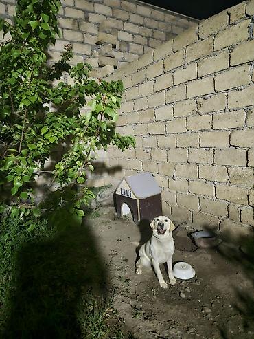 şirin it adları: Labrador-retriver, 2 il, Dişi, Ünvandan götürmə — 2