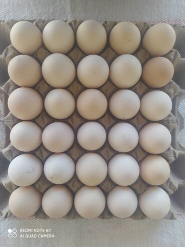 яйцо в Кыргызстан | МОЛОЧНЫЕ ПРОДУКТЫ И ЯЙЦА: Продаю домашнее куриное яйцо, местное. Яйцо хорошего качества по