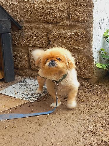 avçarka bala: Pekines, 1 il, Dişi — 7