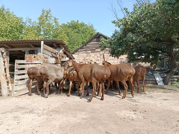 купить домик для кошки недорого: Сатам | Ургаачы кой (ургаачы) | Көбөйтүү үчүн | Асыл тукумдуу