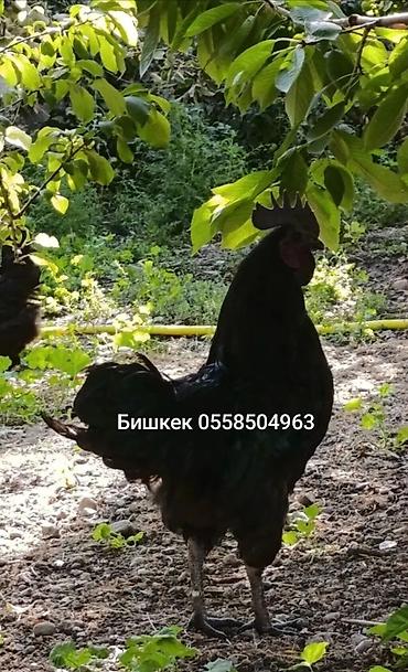 Продаю | Петух | Для разведения at lalafo.kg Продаю | Петух | Для разведения