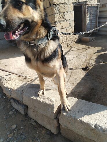 İtlər: Alman çoban iti, 6 ay, Erkek -da lalafo.az — 3 İtlər: Alman çoban iti, 6 ay, Erkek — 3