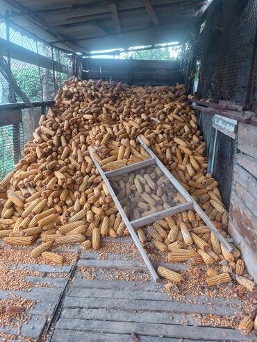 стиральный порошок цена бишкек: Кукуруза В розницу, Самовывоз