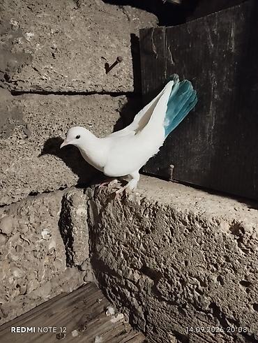 goyercinler satisi: Dekaratif ve ucuslu quslar munasib qiymete 2 iran var 3 basi esen — 1
