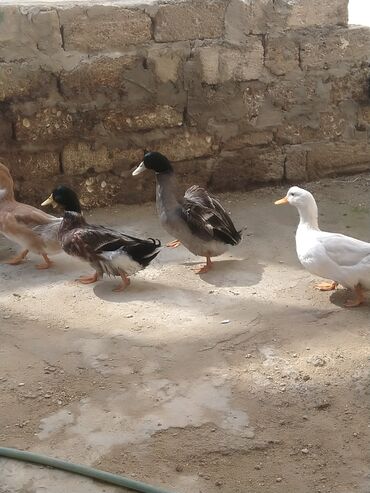 Ördəklər: Salam hamıya dalaşan yaşılbaş çöl. ördəyi satıram istəyən buyursun -da lalafo.az — 8 Ördəklər: Salam hamıya dalaşan yaşılbaş çöl. ördəyi satıram istəyən buyursun — 8