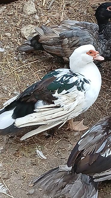 cuce ve xoruz temsili: Muscovy (Indoördə) ördəkləri – müxtəlif rəng çalarlarında. - Cins — 1