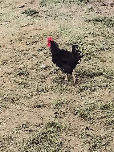 balaca ev itləri: Qara rəngli ev xoruzu - Rəng: tam qara lələklər, parlaq qırmızı daraq — 2