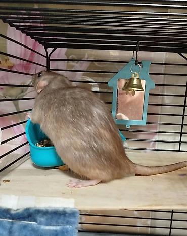 Крысы: Привет друзья !! У нас родились красивые крысята.Друзья в питомнике - — 27