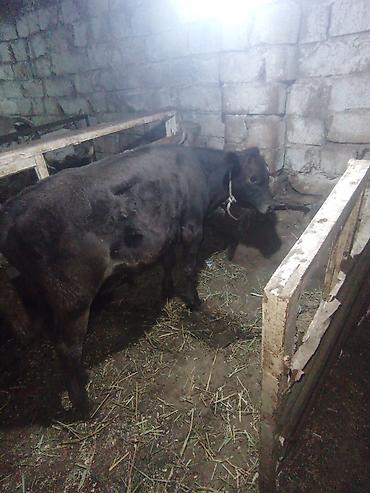 sarı dana: Anqus di 5 ayın içində di 130 gün olub damazlıq di super əkəy dana di — 4