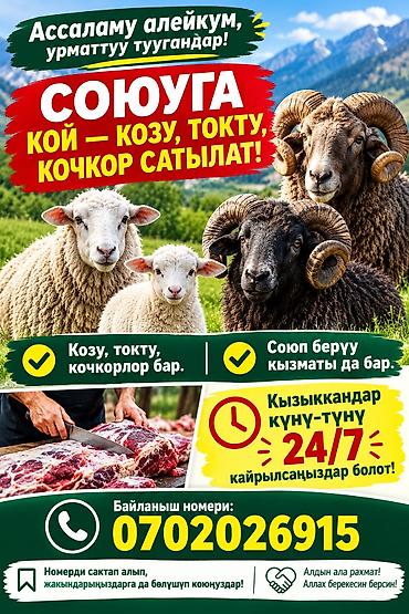 Продам с/х животных: Продаю | Овца (самка), Ягненок, Баран (самец) — 1