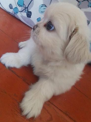 sirin it sekilleri: Pekines, 1 ay, Dişi, Peyvəndli — 4
