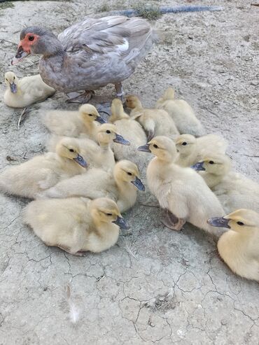 Digər quşlar: Muscovy (barbarı) ördəkləri – bala və yeniyetmə yaşda sürü - Rəng — 3