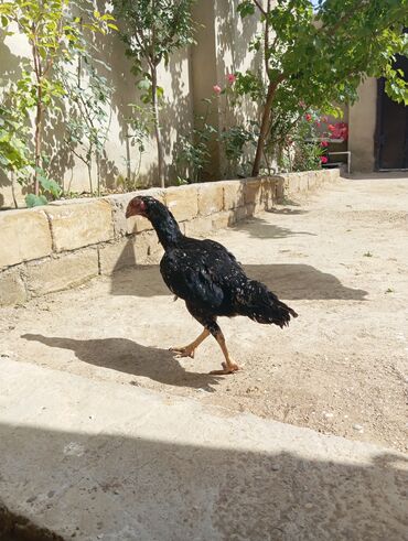 Xoruzlar: Xoruz, Heyratı, il: 1, Ödənişli çatdırılma — 17