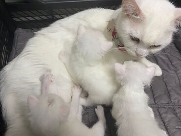 породистые котята в добрые руки: Британская