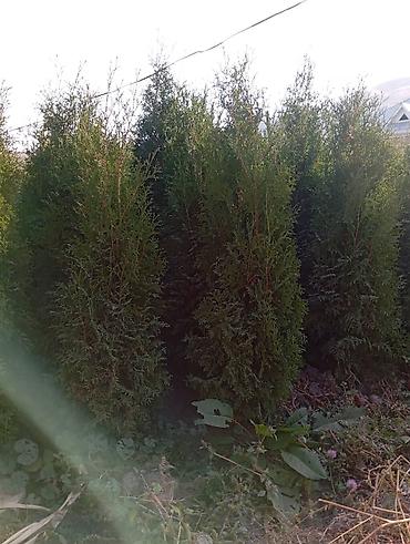 Thuja seedlings: Туя западная (Thuja occidentalis) для живых изгородей и озеленения — 12