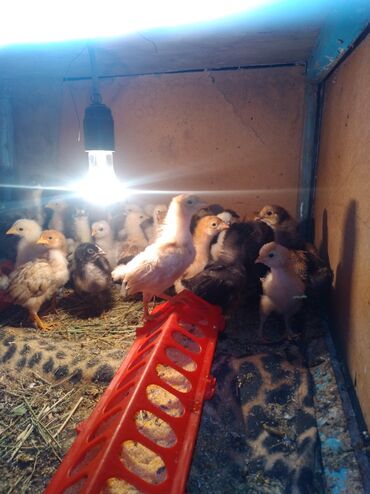 бройлерные цыплята в бишкеке: Цыплята домашние 3 недели