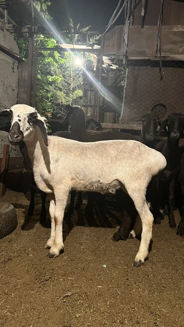 кой козу бишкек: Продаю | Овца (самка), Ягненок, Баран (самец)