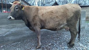 Коровы, быки: Продаю | Корова (самка) — 8