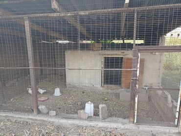 Продажа домов: Дом, 170 м², 6 комнат, Собственник, Косметический ремонт — 28