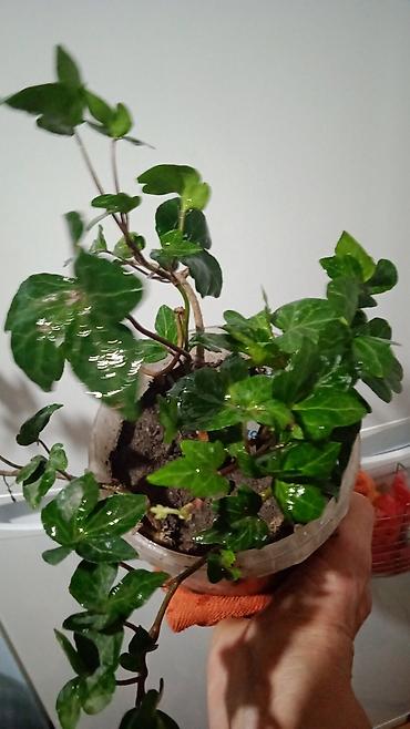 Хойи: Коллекционные хоии (Hoya) – несколько разновидностей в горшках и — 11