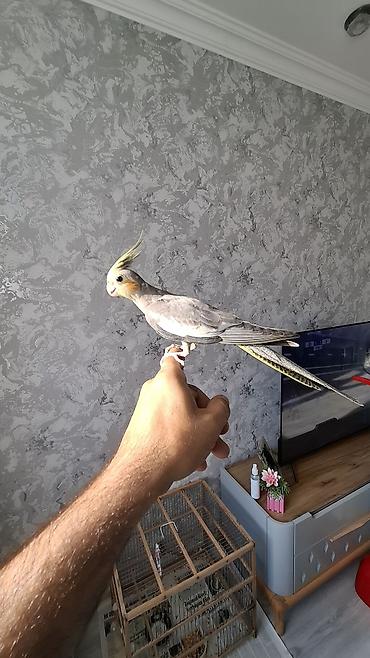 pidbul balasi: Salam. 3 ayliq ter temiz karella balasi. oz qusumun balasidi. tam — 9