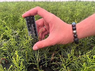 Декоративные деревья: Саженцы деревьев: Можжевельники (Арча) — 7