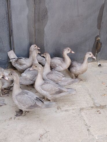 Digər quşlar: Muscovy (barbarı) ördəkləri – bala və yeniyetmə yaşda sürü - Rəng — 5