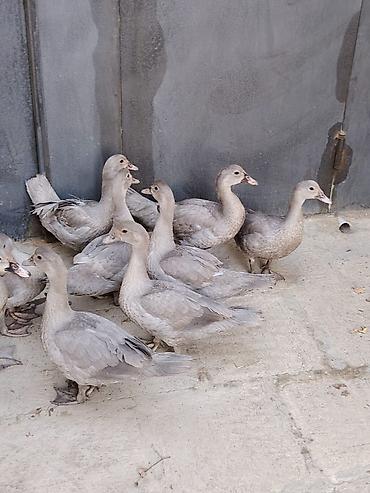 heyatı: Bu müsk ərdəklər, sarı rəngli balaları və gri rəngli böyükləri ilə — 3