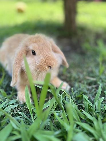 dovşan: Çox gözəl və nadir rəngə sahib Holland Lop balası satılır. 🐰 2 aylıq — 5