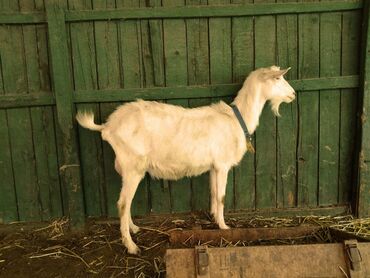 Козы, козлы: Продаю | Коза (самка) | Зааненская | Для молока | Племенные — 9