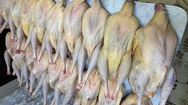 Птица: Индюк :, 4 кг, 5 кг, 6 кг, Самовывоз, Платная доставка — 4