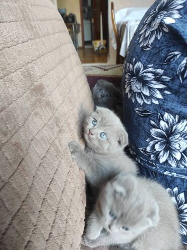 Pişiklər: Şotland yastı qulaq, Dişi, Erkək, Ünvandan götürmə — 6