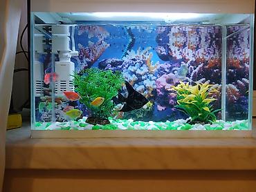 Akvariumlar: Dördbucaq akvarium, Balıqlarla birlikdə, 15 l — 2