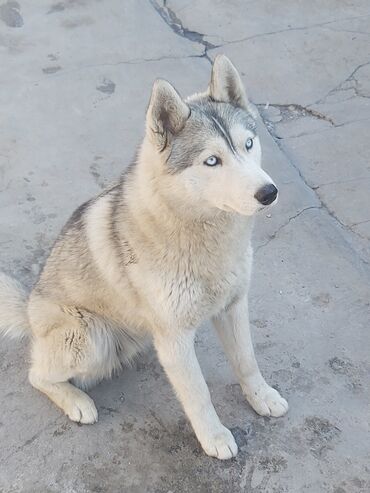 hayat beauty отзывы in Кыргызстан | КОСМЕТИКА: Отдам собаку породы хаски девочка зовут Акира в добрые руки за