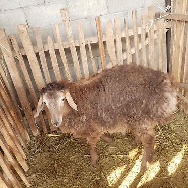 Баран, овца: Продаю | Овца (самка) | Для разведения | Матка — 8