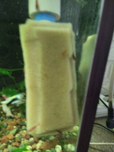 Рыбы: Гуппи 35с меченосцы от 50 с анцитрусы мальчики взрослые по 300с — 3