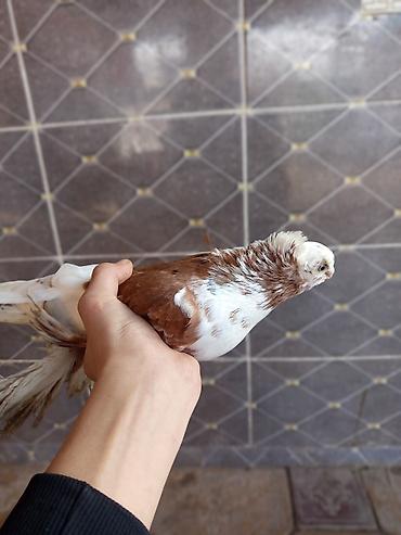 Птицы: Продаю голубей молодые 1,5 года пара 6000сом — 7