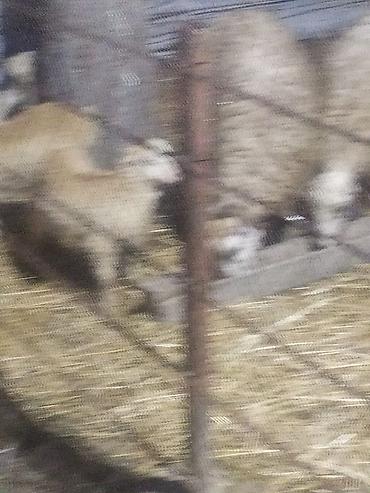 Qoyunlar, qoçlar: Qoyun və quzular - Cins: yerli ətlik/yunlu tip (şəkillərdə ana — 9