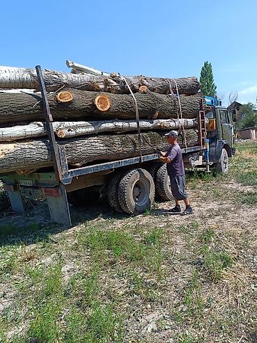 тополь на корню: Терек кара бак сатып алабыз озубуз кесип кетебиз баасы келишим турдо — 5