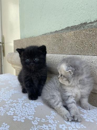 Pişiklər: Britan, Erkək, Yaxşı əllərə — 12