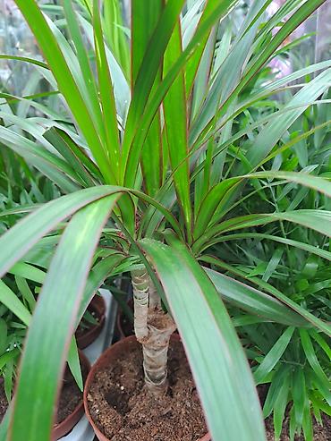 mini sanseverija: Dracena Marginata, Drvo Zivota sa prve slike je 800, Palma Shamadorea — 1